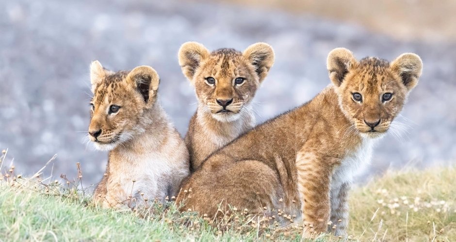 Serengeti Nationalpark Tansania